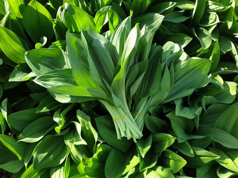 장터 상품 [[판매종료]강원평창 산마늘(잎명이, 울릉도종) 2kg, 4kg] 썸네일