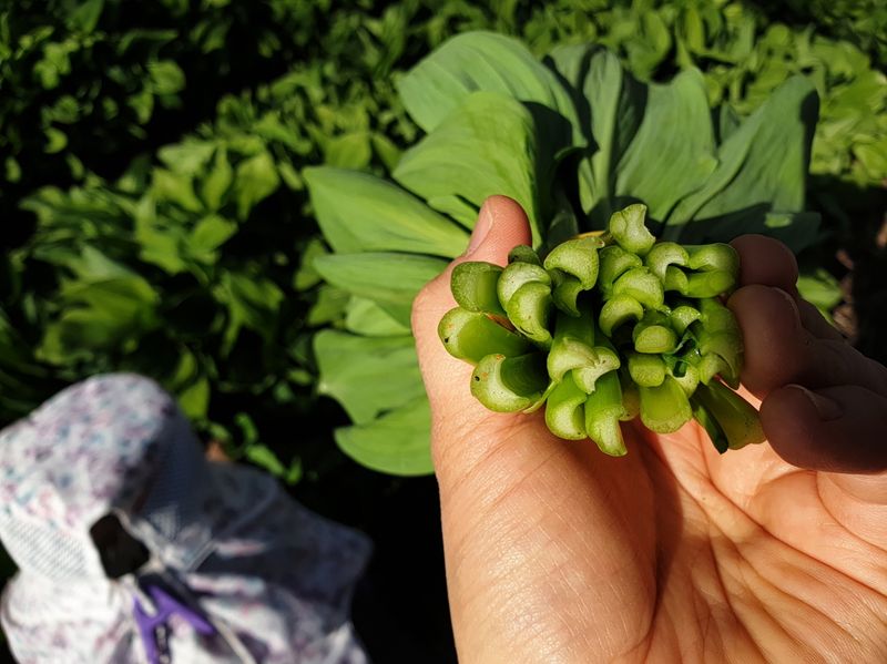 재화농원(이재권)님의 장터 판매 상품 [[판매종료]강원평창 산마늘(잎명이, 울릉도종) 2kg, 4kg] 첨부 사진