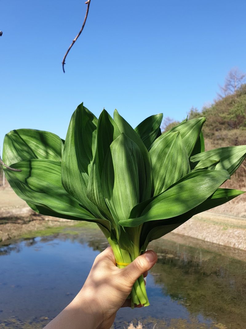 재화농원(이재권)님의 장터 판매 상품 [[판매종료]강원평창 산마늘(잎명이, 울릉도종) 2kg, 4kg] 첨부 사진