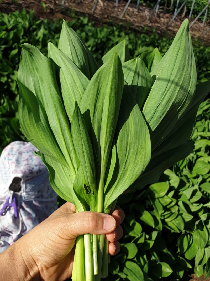 재화농원(이재권)님의 장터 판매 상품 [[판매종료]강원평창 산마늘(잎명이, 울릉도종) 2kg, 4kg] 첨부 사진