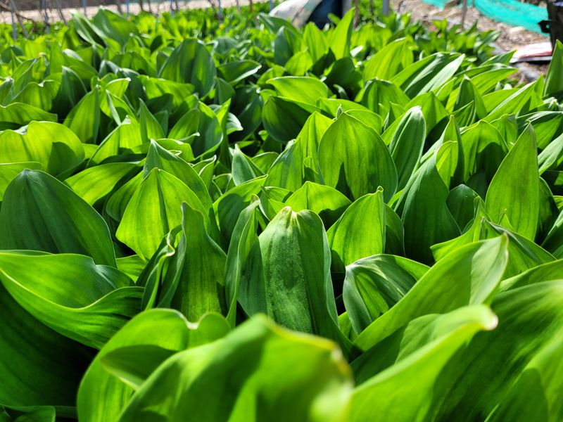 재화농원(이재권)님의 장터 판매 상품 [[판매종료]강원평창 산마늘(잎명이, 울릉도종) 2kg, 4kg] 첨부 사진