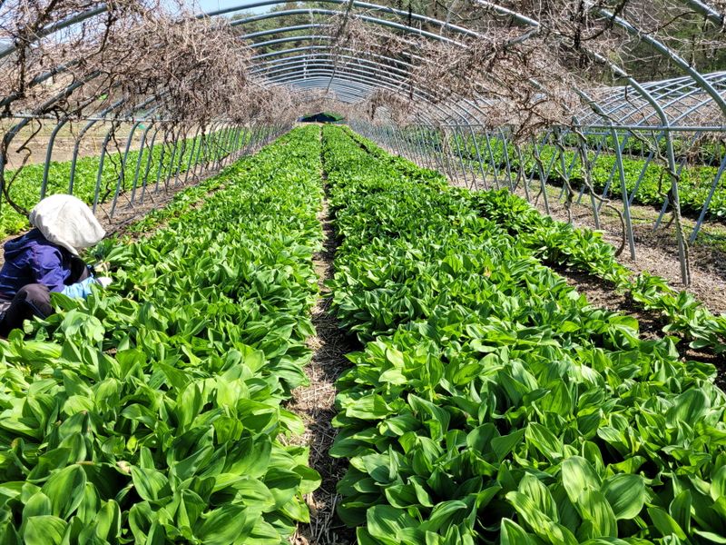 재화농원(이재권)님의 장터 판매 상품 [[판매종료]강원평창 산마늘(잎명이, 울릉도종) 2kg, 4kg] 첨부 사진