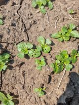 팜모닝 기타작물·병해충상담 게시글 이미지