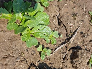 나물로61님의 기타작물 · 병해충상담 작성글 사진