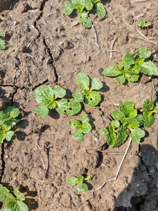 나물로61님의 기타작물 · 병해충상담 작성글 사진