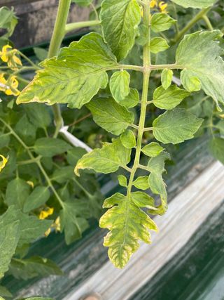 김강현님의 토마토 · 병해충상담 작성글 사진