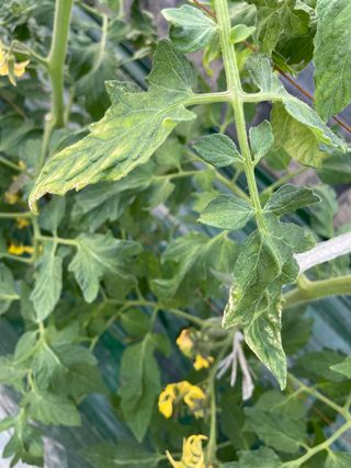 김강현님의 토마토 · 병해충상담 작성글 사진
