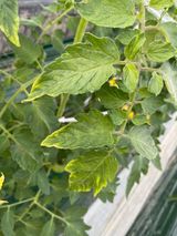 팜모닝 토마토·병해충상담 게시글 이미지