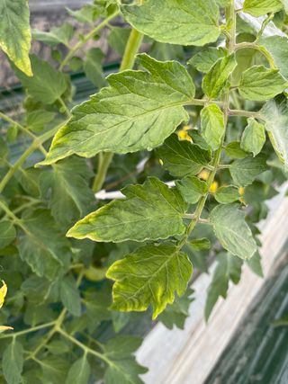 김강현님의 토마토 · 병해충상담 작성글 사진