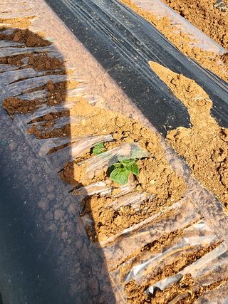 박효식님의 자유주제 · 자유게시판 작성글 사진