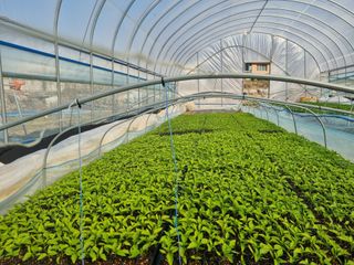 정용일님의 고추 · 파종•정식 작성글 사진