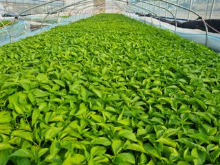 정용일님의 고추 · 파종•정식 작성글 사진