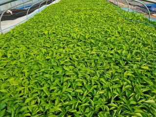 정용일님의 고추 · 파종•정식 작성글 사진