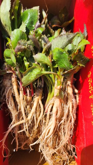 천종현님의 기타작물 · 자유게시판 작성글 사진