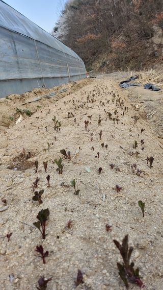 천종현님의 기타작물 · 자유게시판 작성글 사진