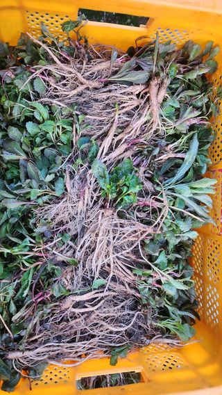 천종현님의 기타작물 · 자유게시판 작성글 사진