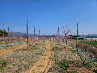 솔로매 소운농장님의 복숭아 · 자유게시판 작성글 사진