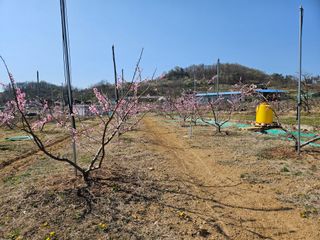 솔로매 소운농장님의 복숭아 · 자유게시판 작성글 사진