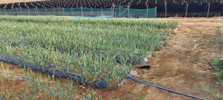 신영철(충남청양군)님의 마늘 · 마늘 쪽 비대기 작성글 사진