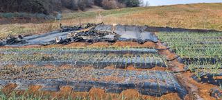 신영철(충남청양군)님의 마늘 · 마늘 쪽 비대기 작성글 사진