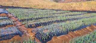 신영철(충남청양군)님의 마늘 · 마늘 쪽 비대기 작성글 사진