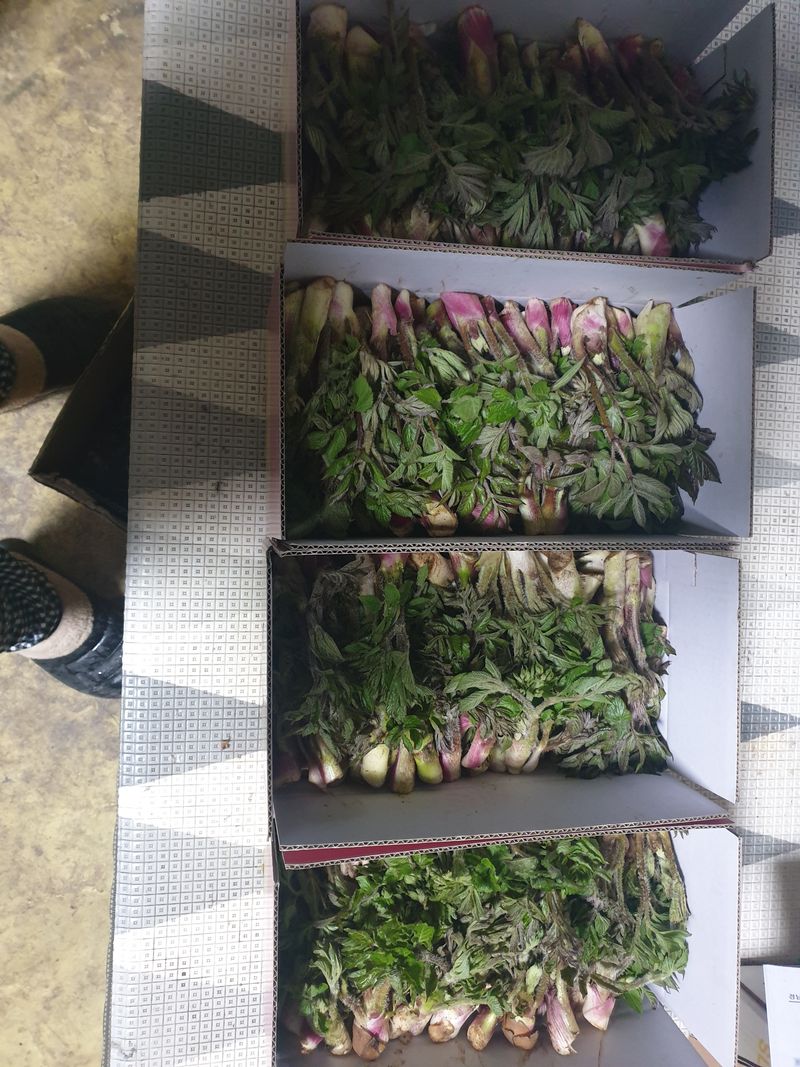 자연인이좋아요님의 장터 판매 상품 [땅두릅 1키로] 첨부 사진