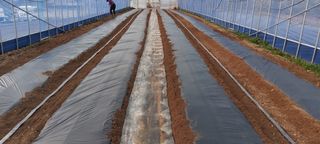 한마음농원님의 고추 · 토양준비 작성글 사진