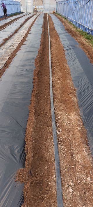 한마음농원님의 고추 · 토양준비 작성글 사진