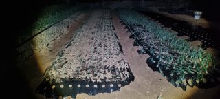 신영철(충남청양군)님의 양파 · 자유게시판 작성글 사진