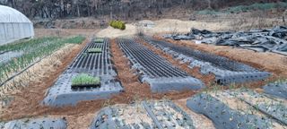 신영철(충남청양군)님의 양파 · 자유게시판 작성글 사진