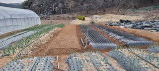 신영철(충남청양군)님의 양파 · 자유게시판 작성글 사진