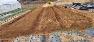 신영철(충남청양군)님의 양파 · 자유게시판 작성글 사진