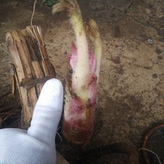 알 수 없음님의 기타작물 · 자유게시판 작성글 사진