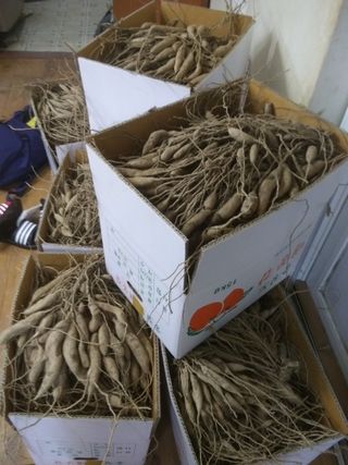 알 수 없음님의 기타작물 · 자유게시판 작성글 사진