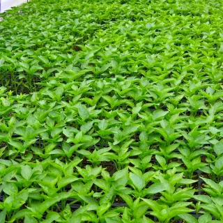 홍쭈네농장님의 고추 · 파종•정식 작성글 사진