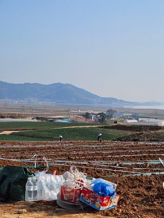 홍쭈네농장님의 고추 · 파종•정식 작성글 사진