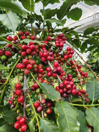 Gotem님의 기타작물 · 자유게시판 작성글 사진