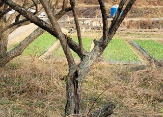 매실농사첨님의 매실 · 병해충상담 작성글 사진