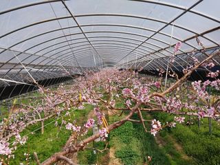 허부홍님의 복숭아 · 자유게시판 작성글 사진