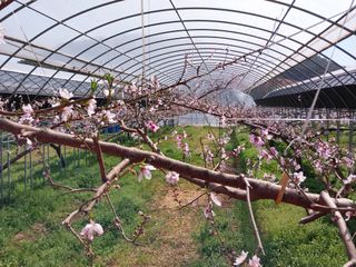 허부홍님의 복숭아 · 자유게시판 작성글 사진