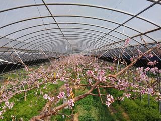 허부홍님의 복숭아 · 자유게시판 작성글 사진