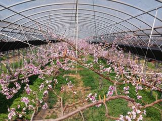 허부홍님의 복숭아 · 자유게시판 작성글 사진