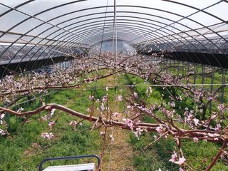 허부홍님의 복숭아 · 자유게시판 작성글 사진