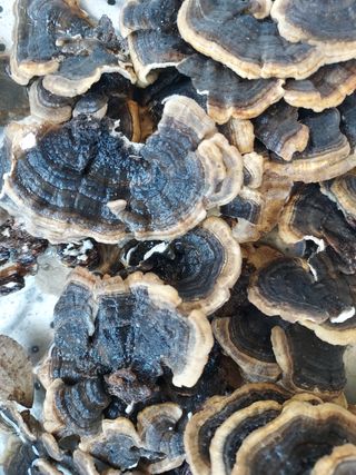 준이네 ^_^♡님의 버섯 · 일상 작성글 사진