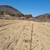 팜모닝 복숭아·자유게시판 게시글 이미지