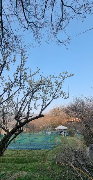 달방구님의 매실 · 자유게시판 작성글 사진