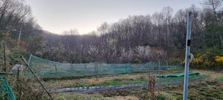 달방구님의 매실 · 자유게시판 작성글 사진