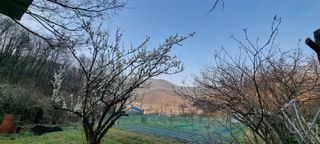 달방구님의 매실 · 자유게시판 작성글 사진