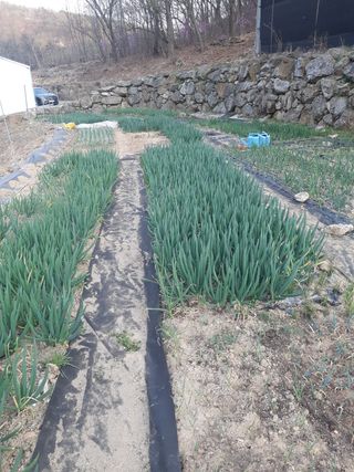 삼성농산님의 파 · 자유게시판 작성글 사진