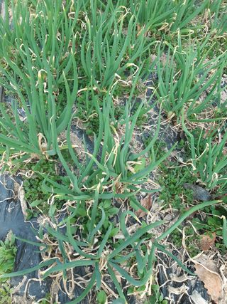 삼성농산님의 파 · 자유게시판 작성글 사진